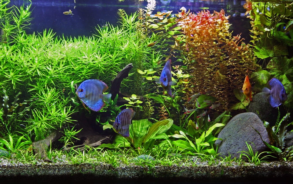 LED for planted aquariums