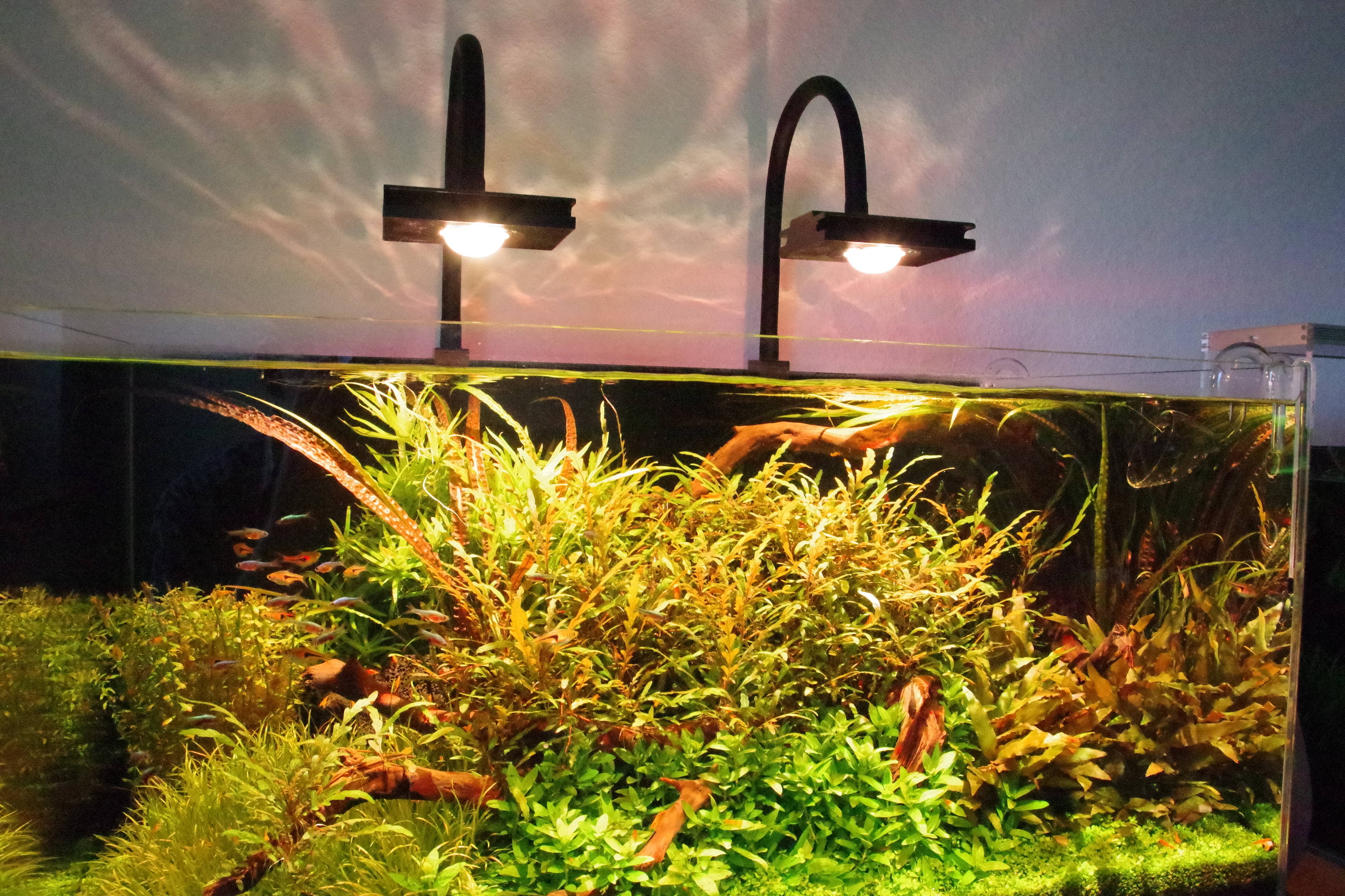 2x spotBEAM PLANT MIX am 80cm Aquarium
