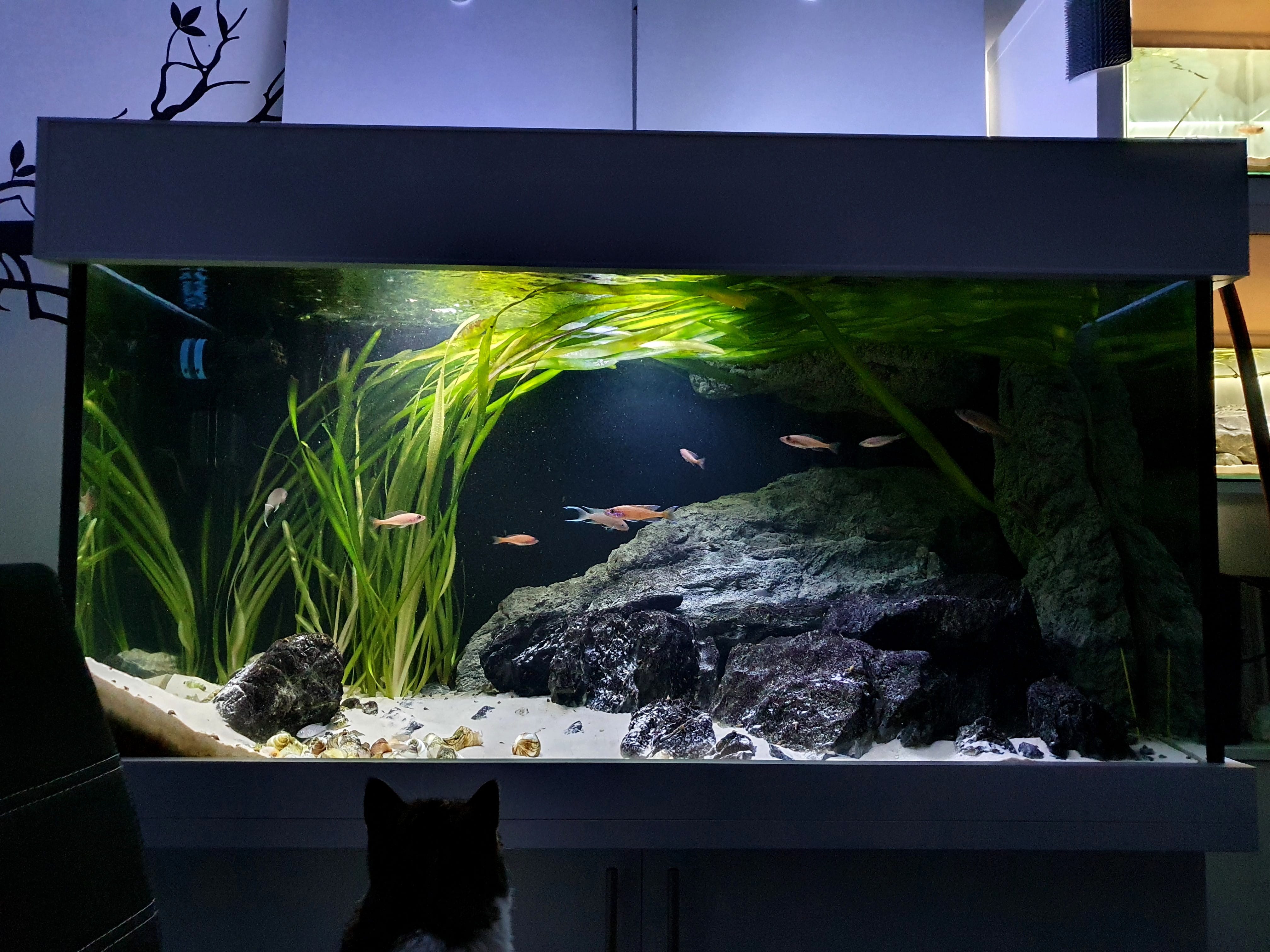 Eclairage aquarium : led, t5, t8, lampe éco, HQI, HQL